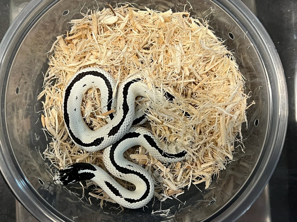 High White Reverse Stripe California Kingsnake by Black Magic Reptiles