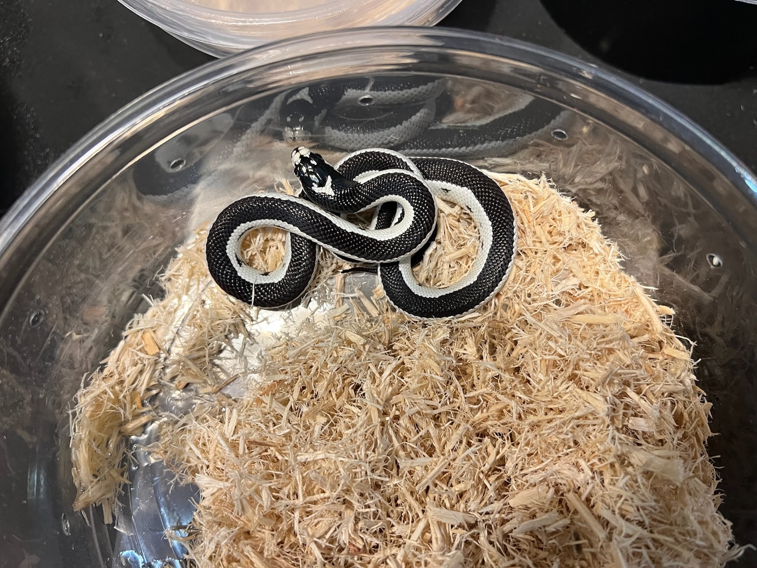 Reverse Wide Stripe California Kingsnake by Black Magic Reptiles MorphMarket
