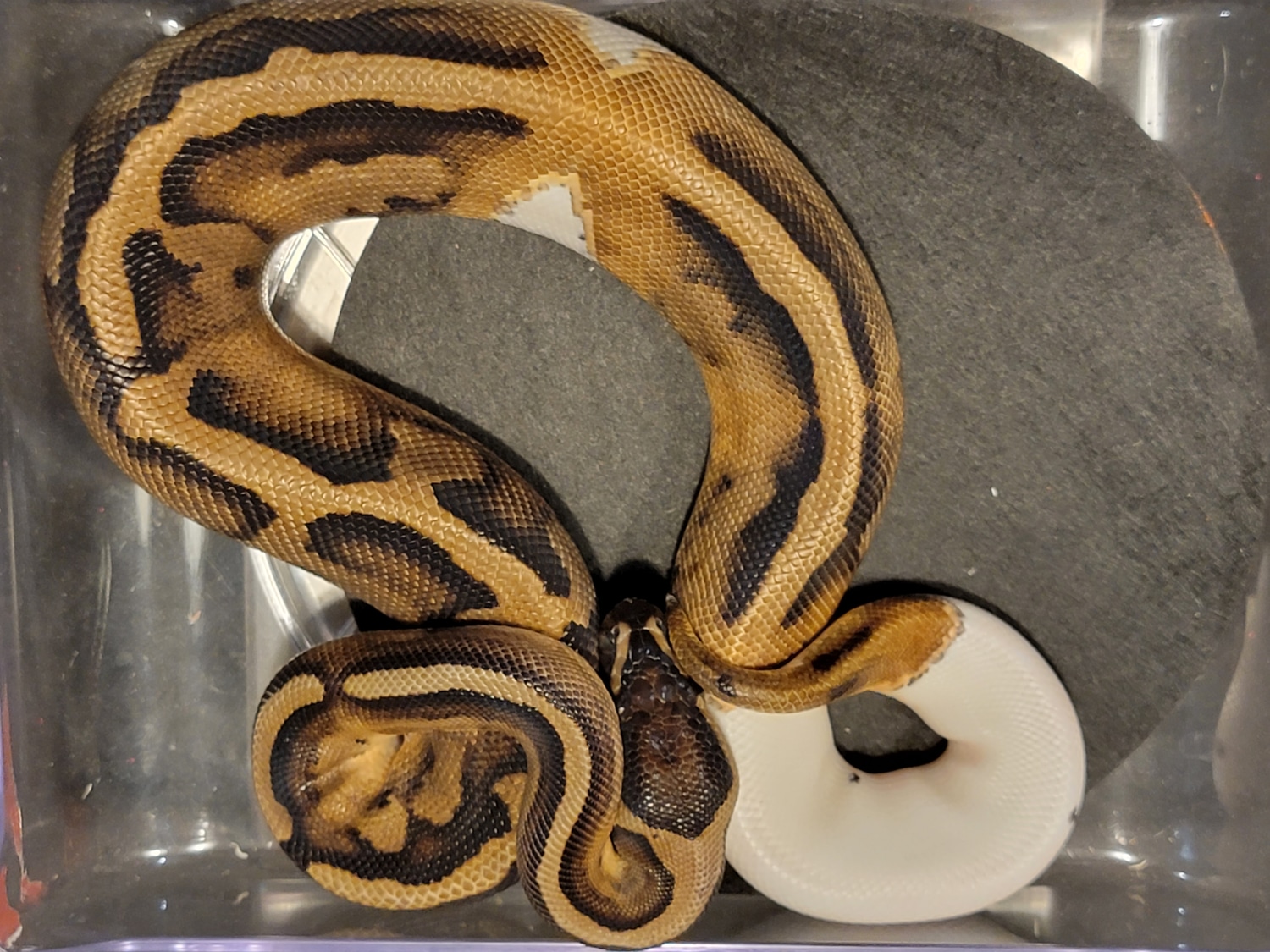 Pied Ball Python by Black Magic Reptiles - MorphMarket