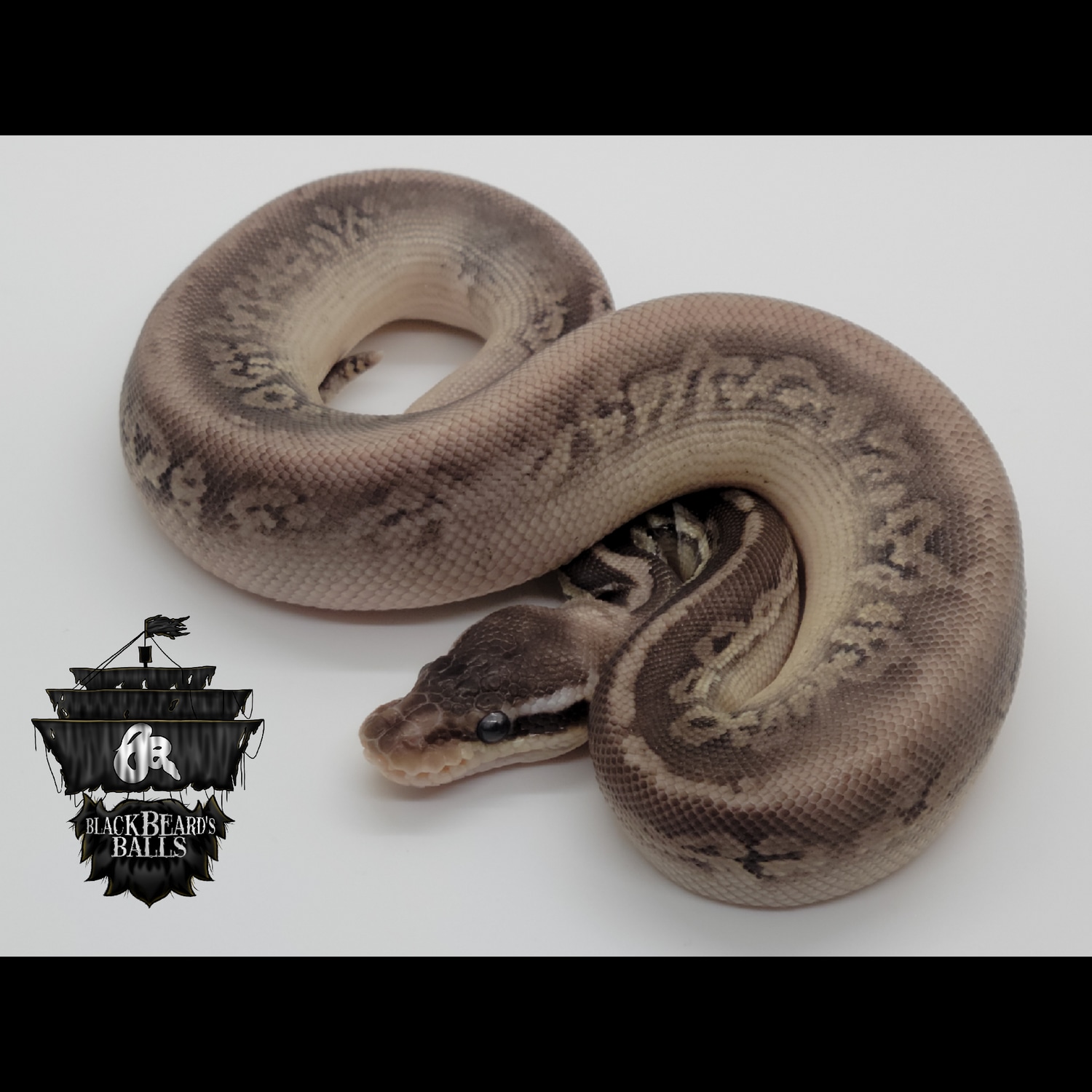 Blackpewter Mystic 50% Het Pied Ball Python by Blackbeard's Balls ...