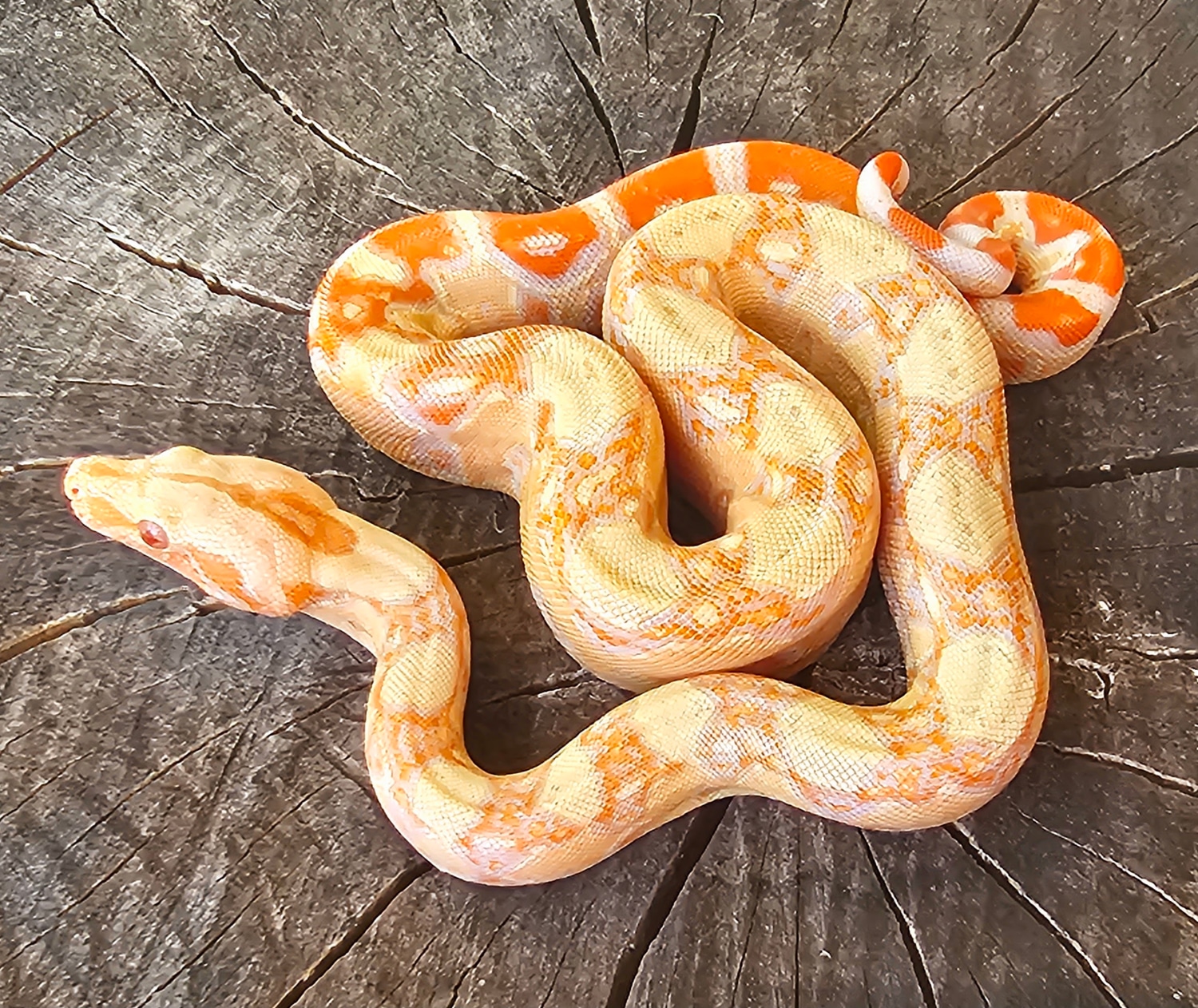 DD Lipstick Sunglow Jungle 100 Dh Blood Leopard Boa Constrictor by Black Diamond Exotics