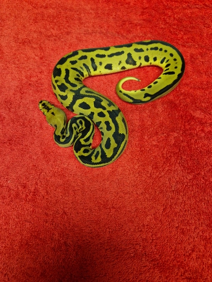 Batman Ball Python by Black Dragon Morphs