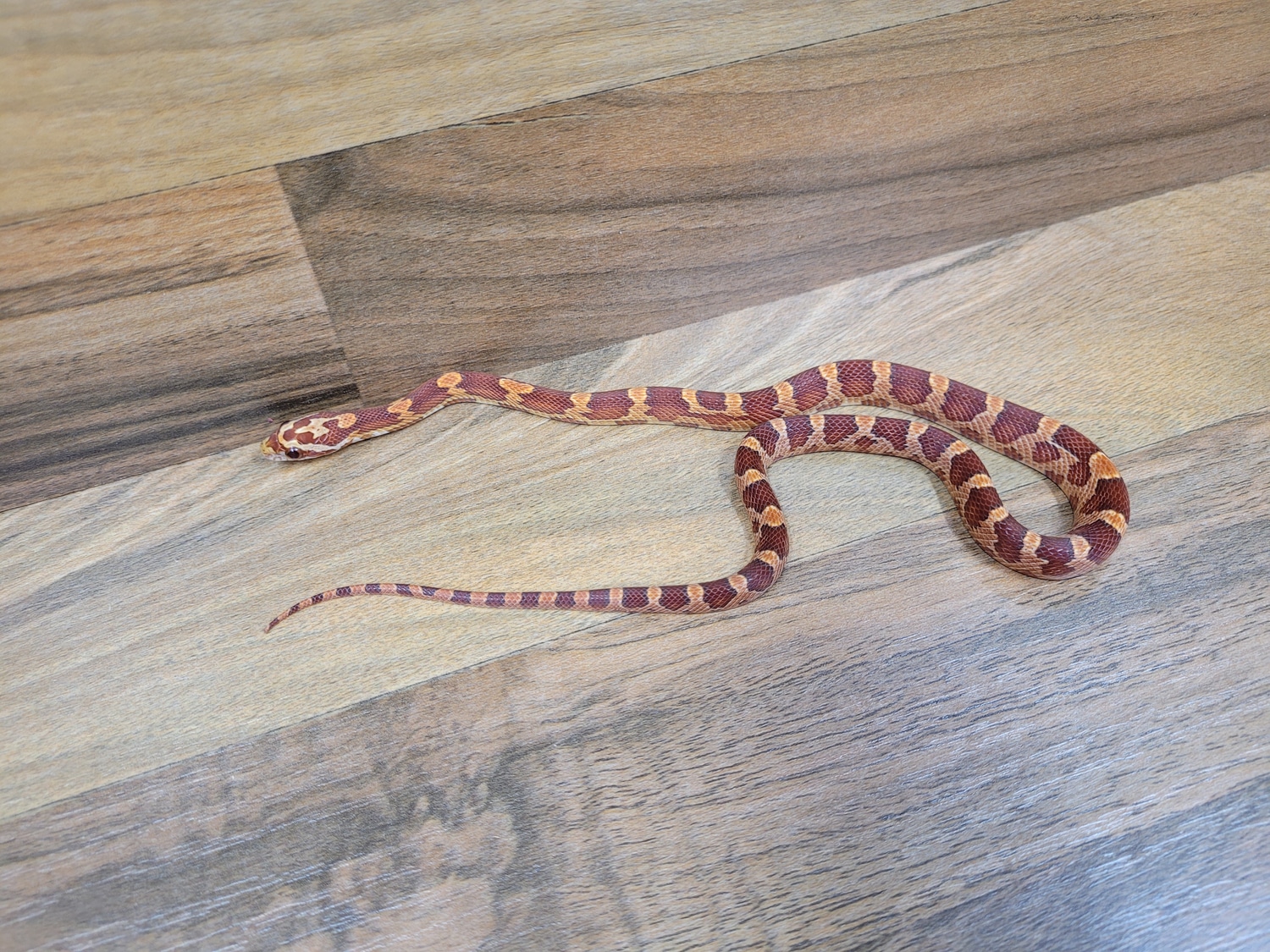 Red Factor Ultramel Motley Corn Snake by Blackheart Reptiles MorphMarket