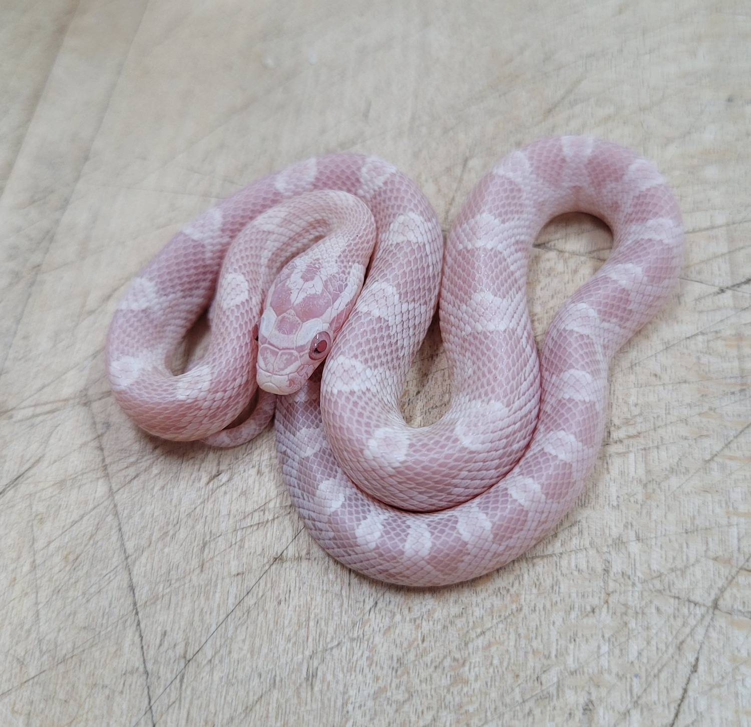 Snow Het Charcoal Corn Snake by Blackheart Reptiles MorphMarket