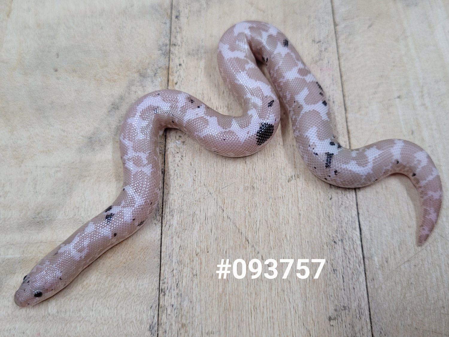 Snow Paradox Kenyan Sand Boa by Blackheart Reptiles - MorphMarket