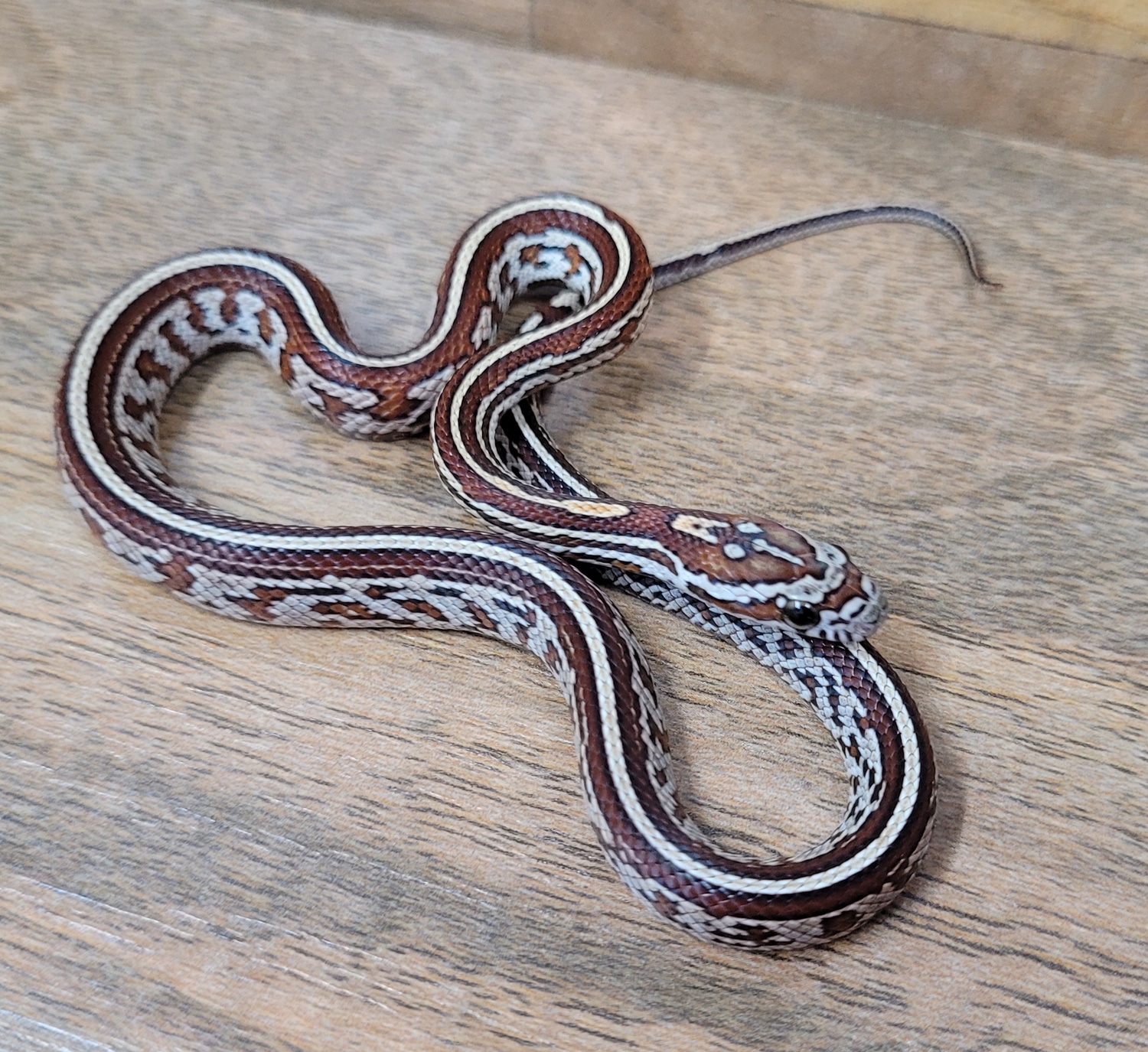 Tessera Het Caramel Corn Snake by Blackheart Reptiles MorphMarket