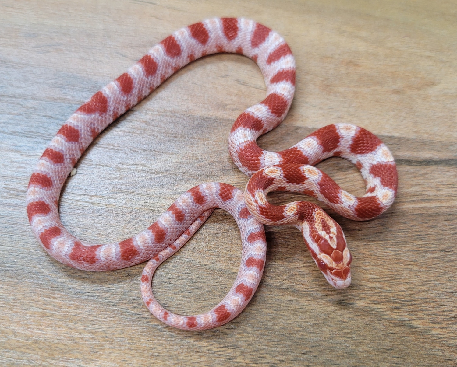 Amel (Candy Cane) Corn Snake by Blackheart Reptiles MorphMarket