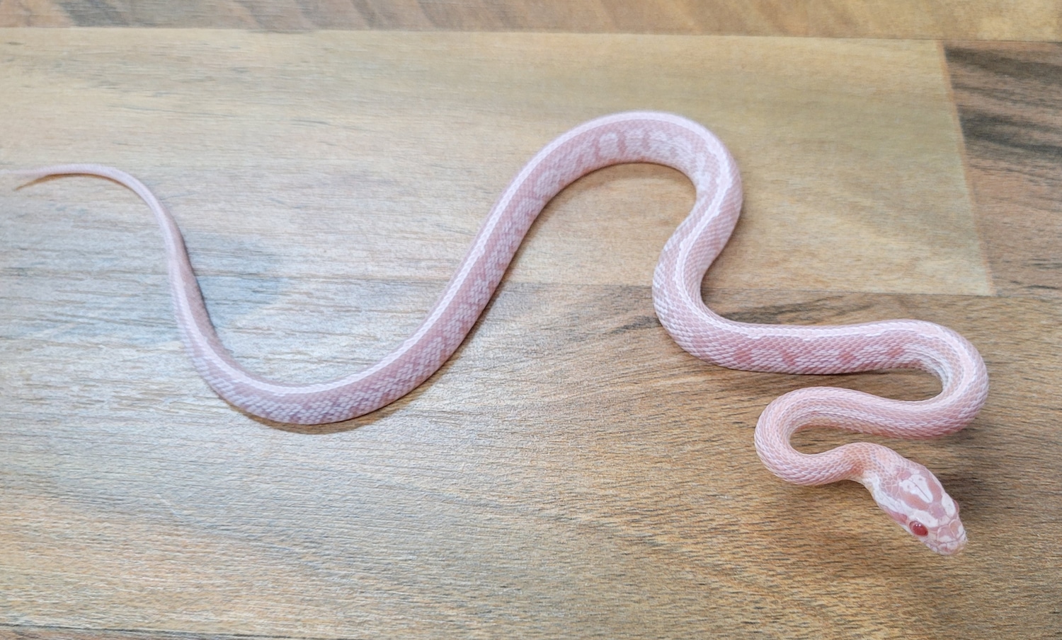 Red Factor Snake Extreme Red Factor Tessera Snow Corn Snake by Blackheart Reptiles ...
