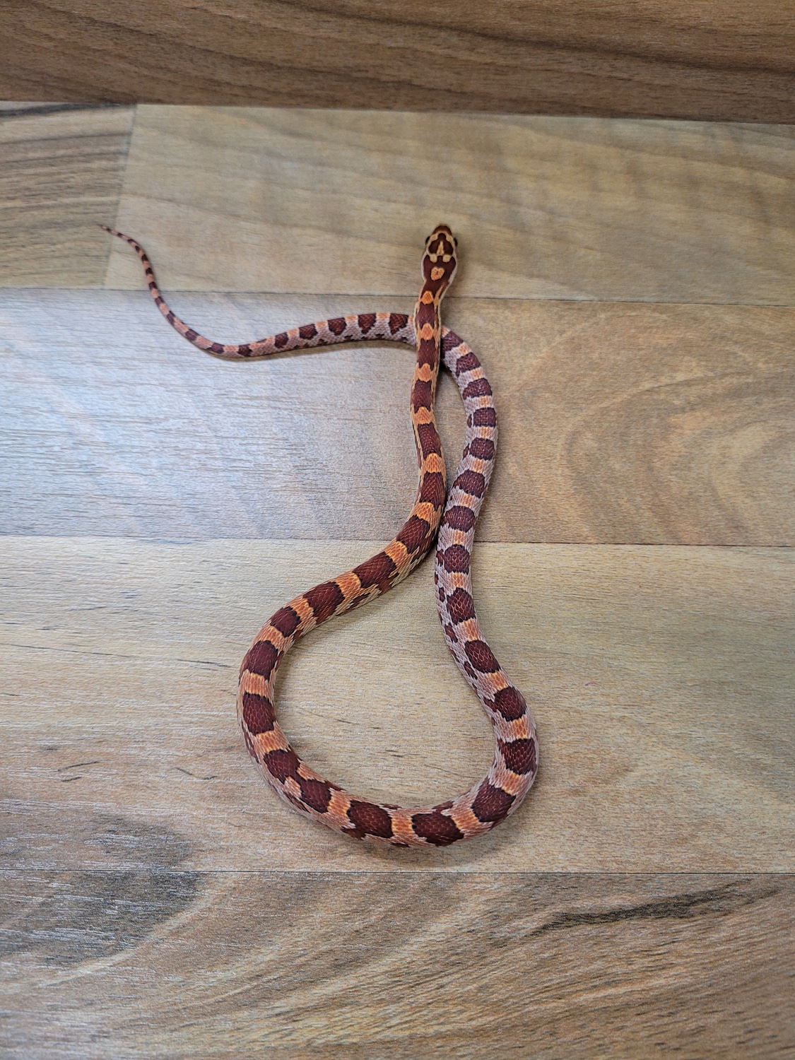 Red Factor Okeetee Corn Snake by Blackheart Reptiles MorphMarket