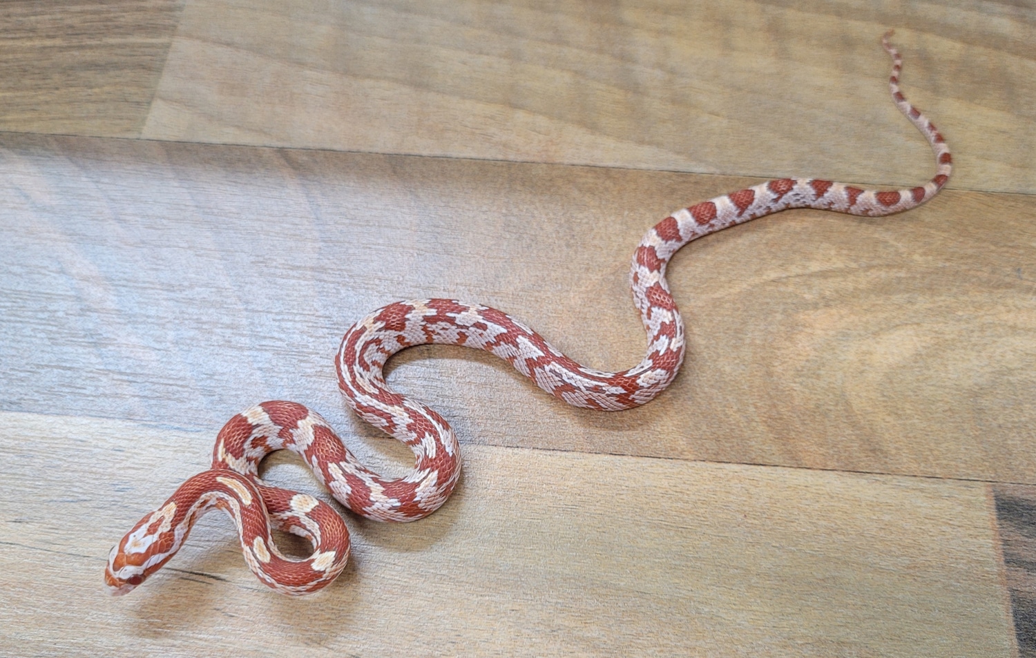 Ultramel Abberant Toffee Corn Snake by Blackheart Reptiles MorphMarket