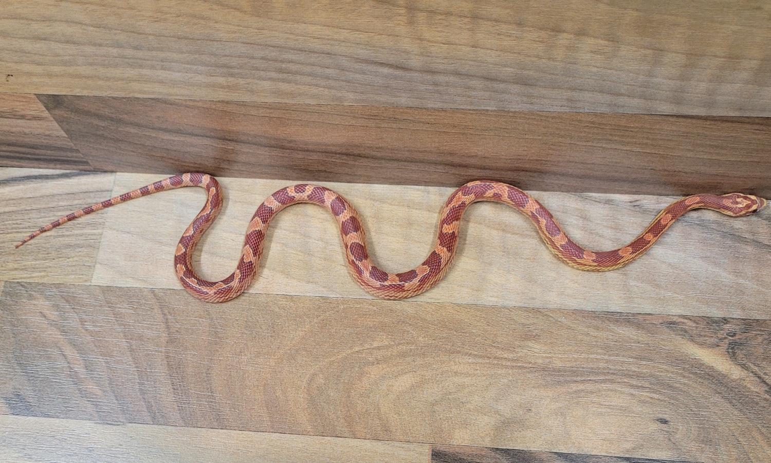 Ultramel Red Factor Motley Corn Snake by Blackheart Reptiles MorphMarket