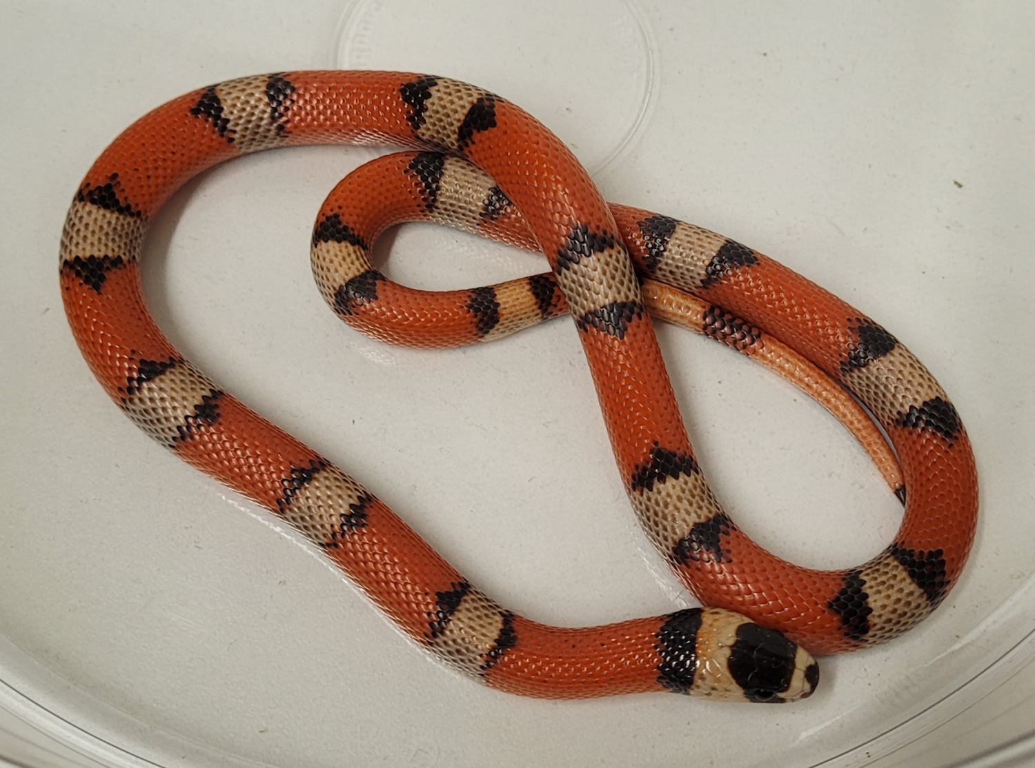 Hypo Tricolor Honduran Milk Snake by Blackheart Reptiles MorphMarket