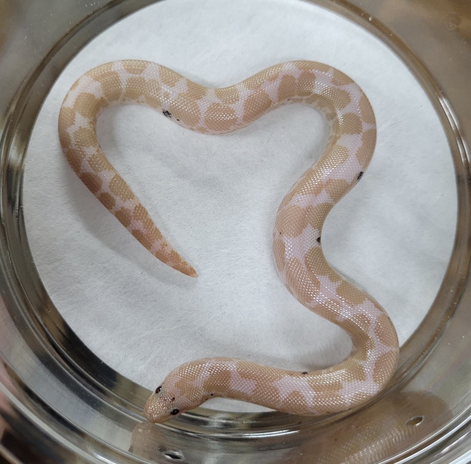 Snow Paradox Kenyan Sand Boa by Blackheart Reptiles MorphMarket