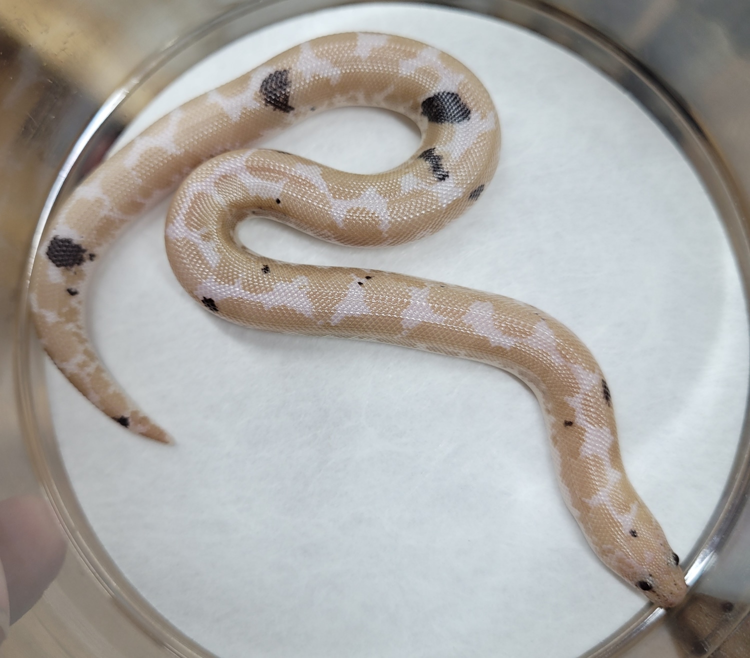 Snow Paradox Kenyan Sand Boa by Blackheart Reptiles - MorphMarket