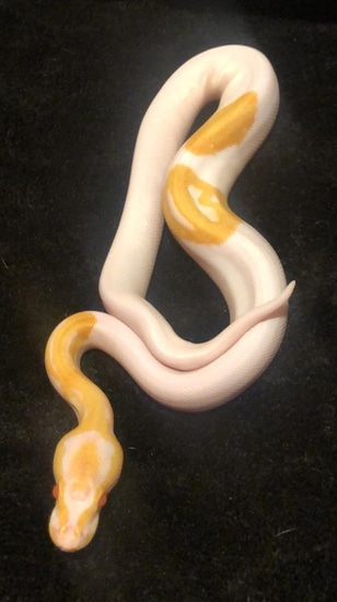 Candino Pied Ball Python by Black Jack Pythons