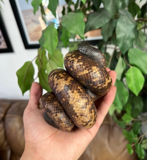 Calabar Burrowing Python More Python by Bad Ass Reptiles