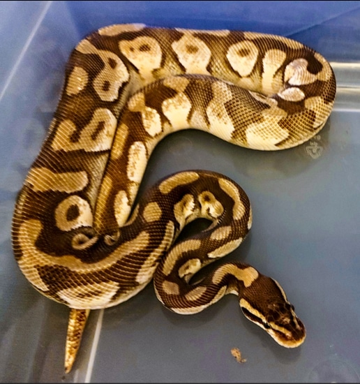 Lotus Python Lesser Ball Python by Black Lotus Boas