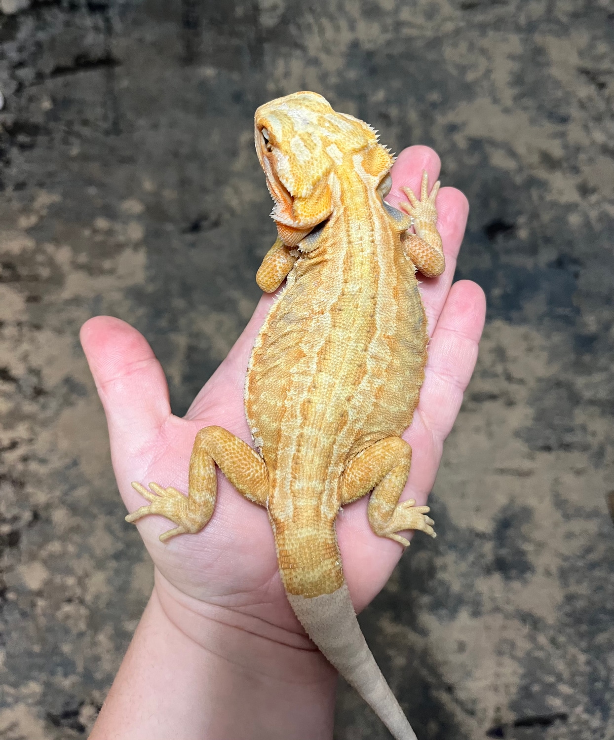 Leatherback Translucent Stripe Hypo Central Bearded Dragon by Blackout dragons MorphMarket