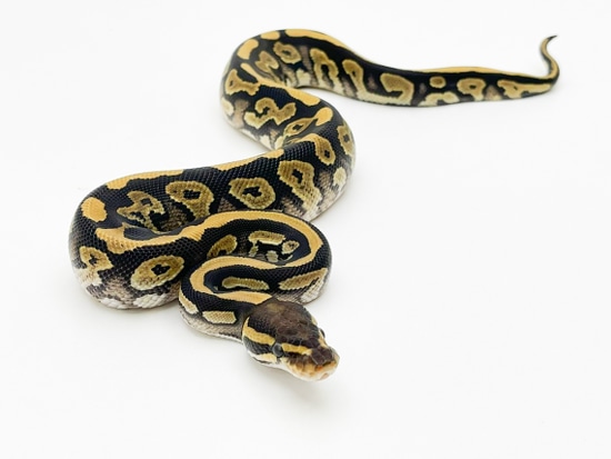 Male Phantom DH Pied, VPI Axanthic Royal Python CB Ball Python by ...