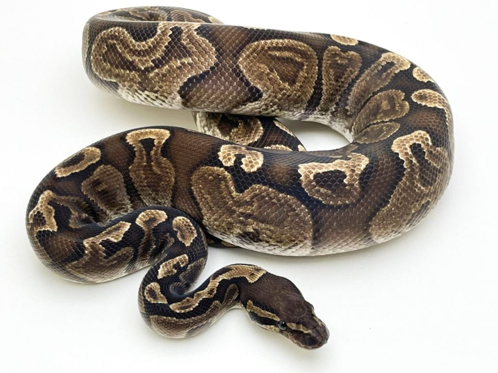 GHI Het VPI Axanthic CB18 Ball Python by Blackpool Reptiles & Aquatics ...