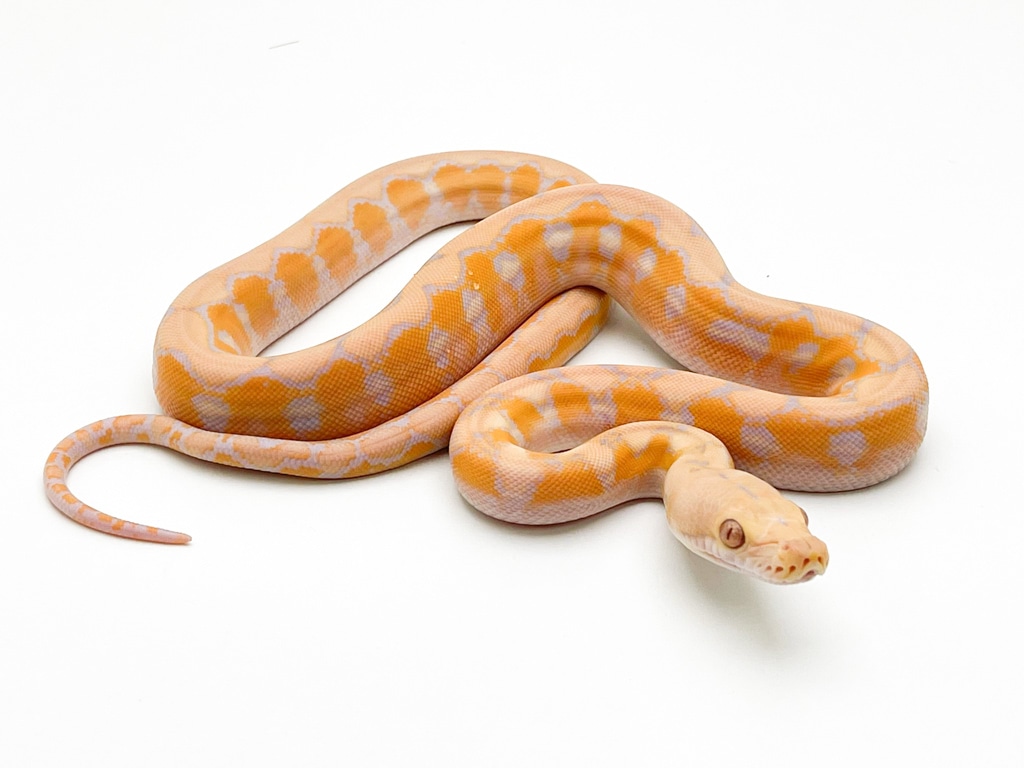 Lavender Dwarf Reticulated Python Lavender Platinum Dwarf CB22 Reticulated Python by Blackpool Reptiles ...