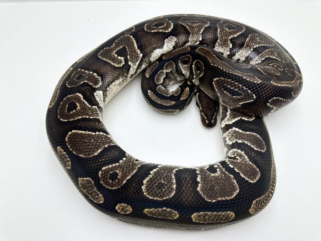 Phantom DH Axanthic (VPI), Pied Ball Python by Blackpool Reptiles