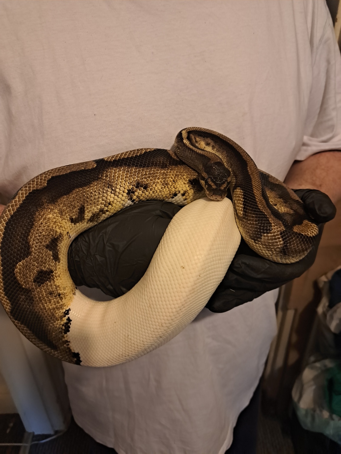 Pied Ball Python by Blackshadowpythonz - MorphMarket