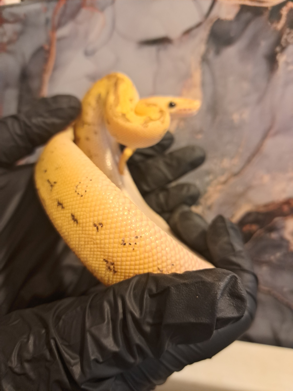 Pastel Pinstripe Clown Ball Python by Blackshadowpythonz - MorphMarket