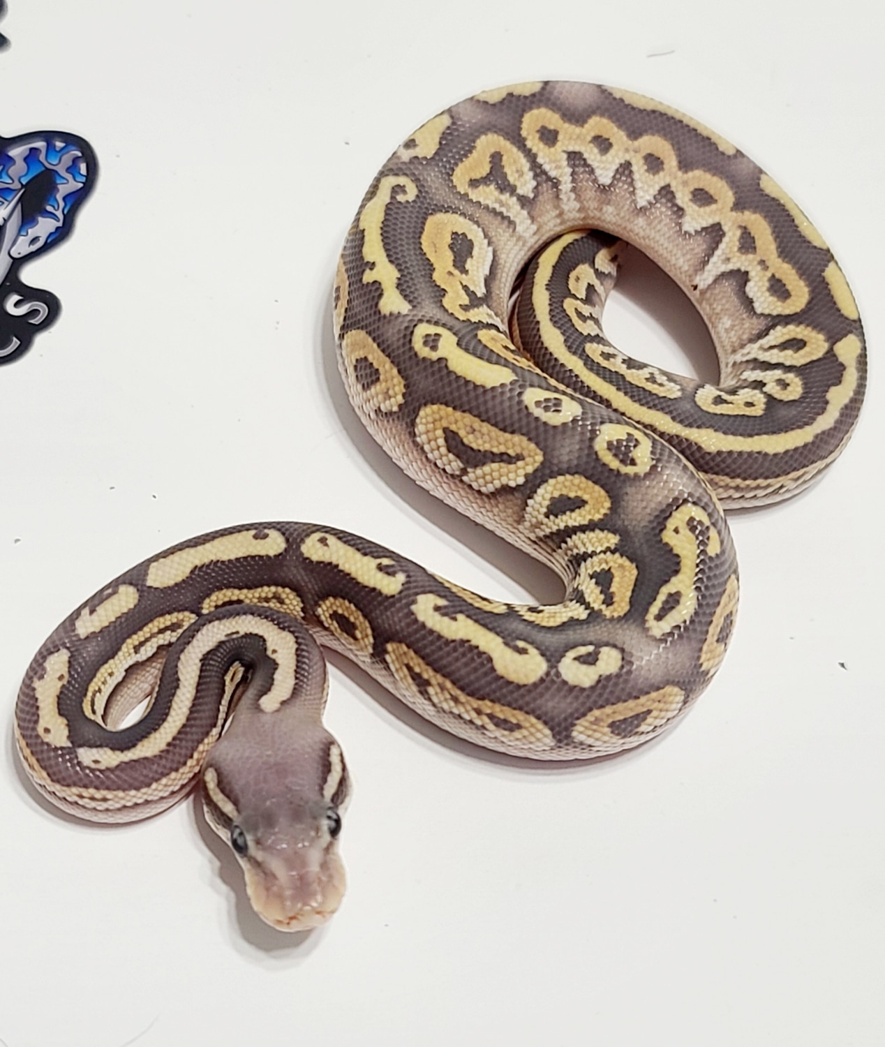 Black Pewter Mojave Hypo Ball Python by Black Sheep Exotics - MorphMarket