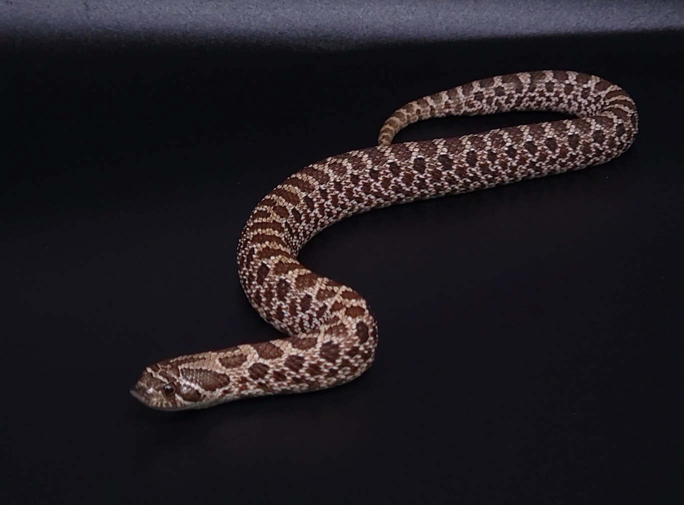Het Coral Western Hognose by BlackSmith Reptiles MorphMarket