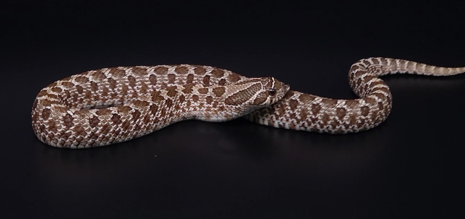 Het Coral Western Hognose by BlackSmith Reptiles MorphMarket
