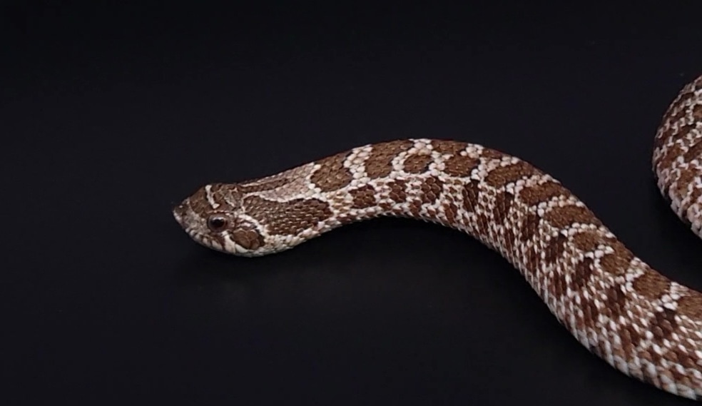 Het Coral Western Hognose by BlackSmith Reptiles MorphMarket