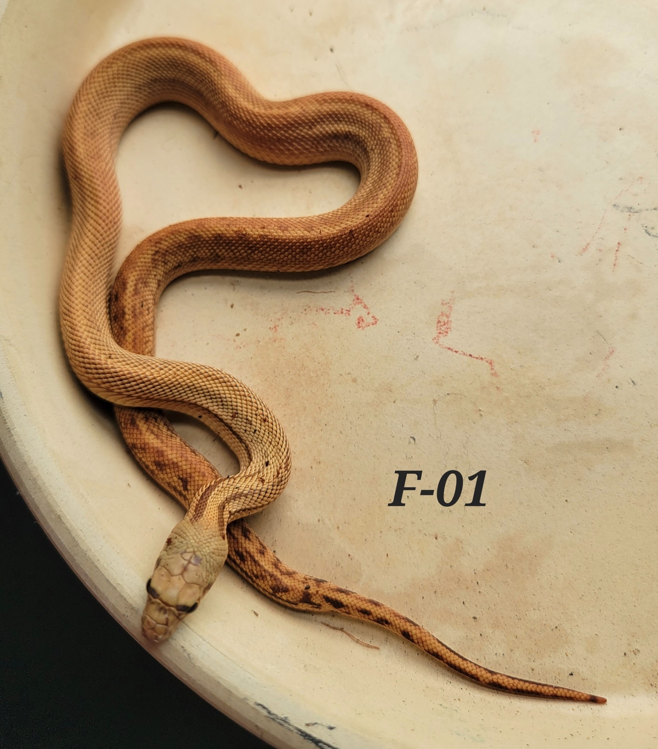 Super Forks Sonoran Gopher Snake by Blackstone Serpents MorphMarket