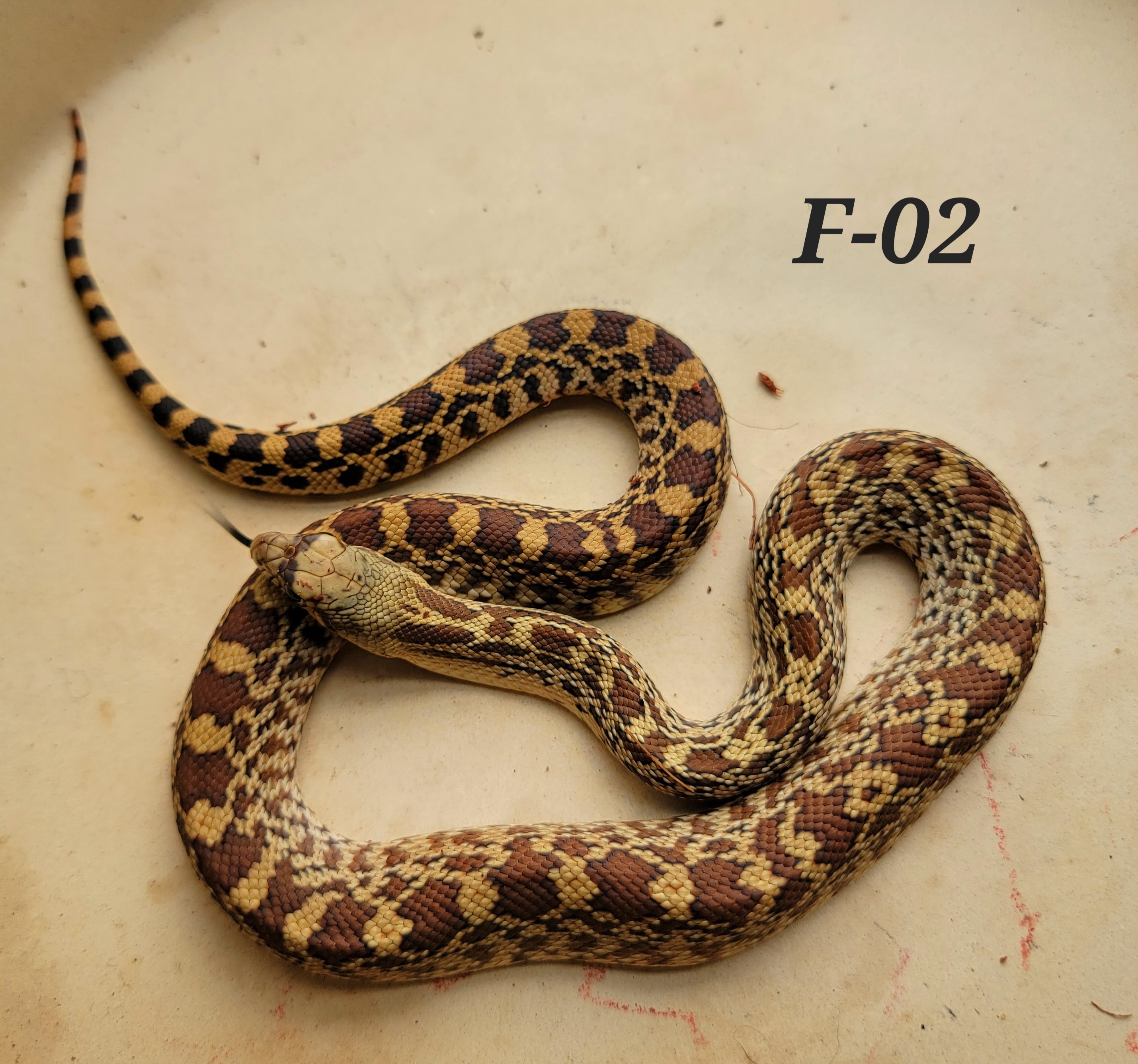 【廃盤】SNAKES,THE QONOS vs SNAKES hqdefault.jpg