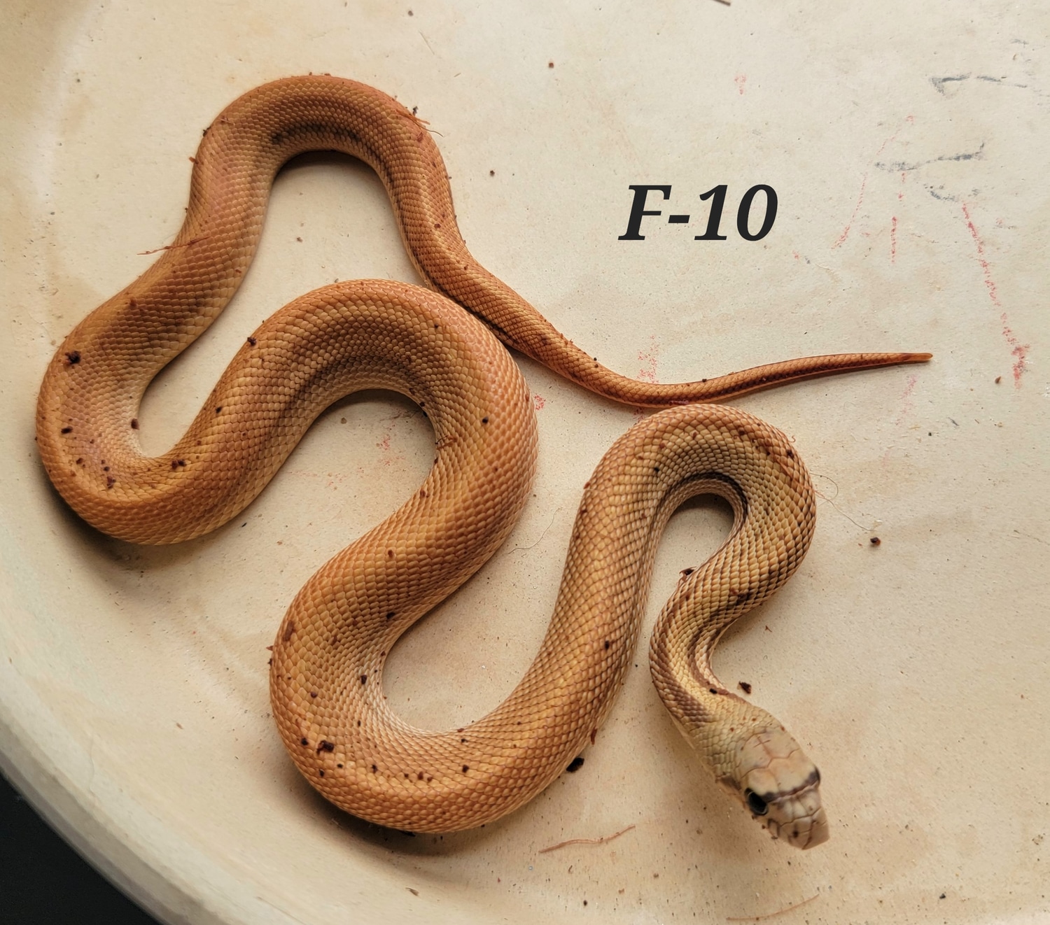 'Super Forks' Sonoran Gopher Female 175 Gopher Snake by Blackstone