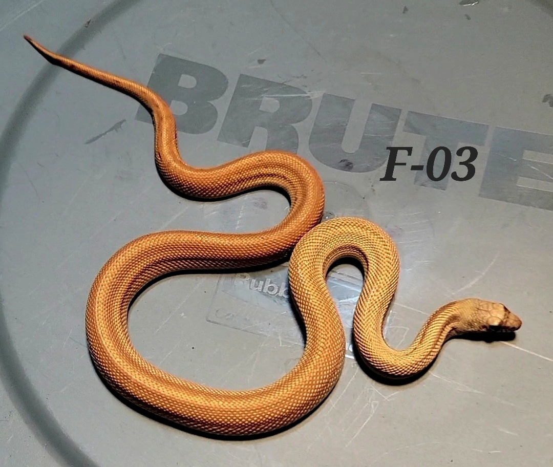 'Super Forks' Sonoran Gopher Female Gopher Snake by Blackstone Serpents
