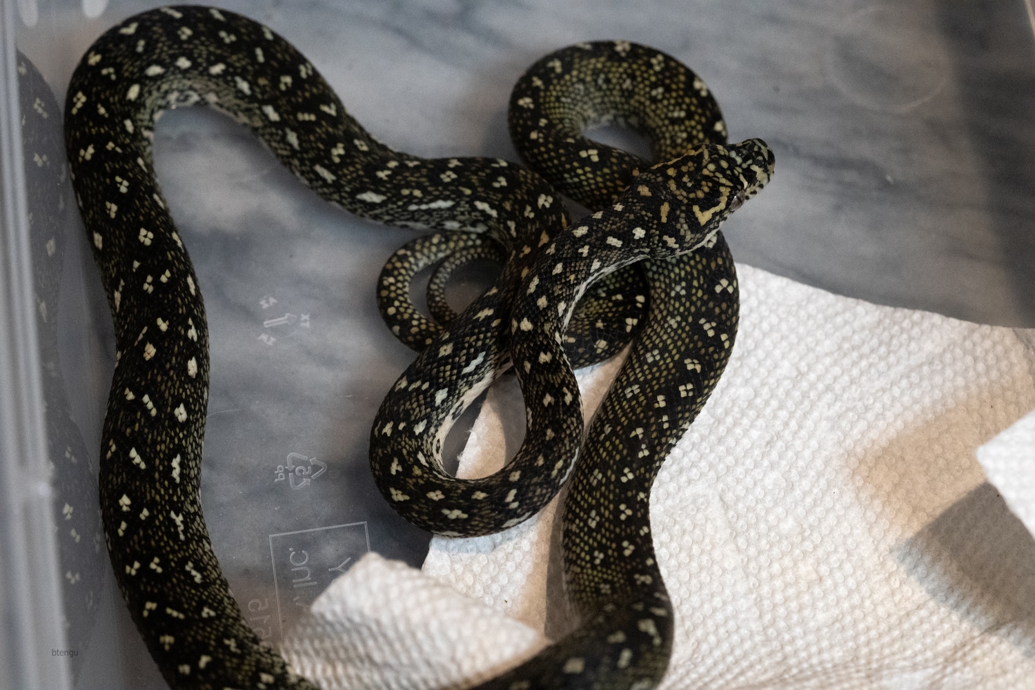 2022 Male Pure SDZ Line Diamond Carpet Python by Black Tengu Exoctics