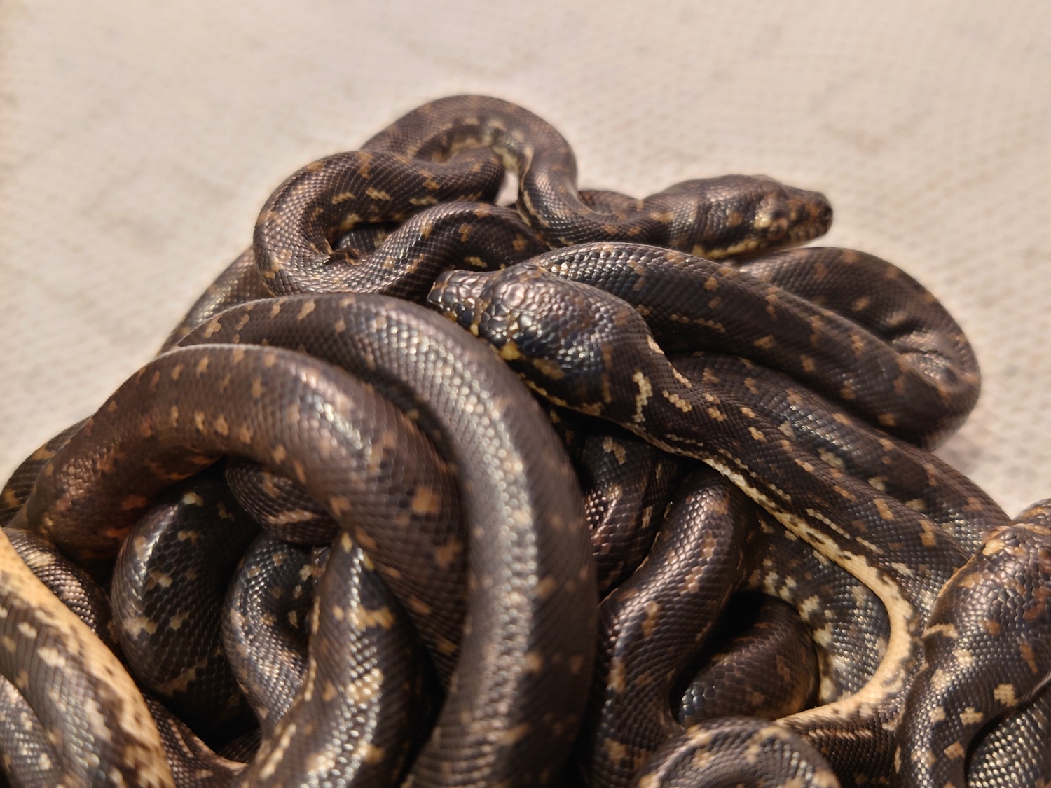 Diamond Carpet Python Clutch DP2022 by Black Tengu Exoctics MorphMarket