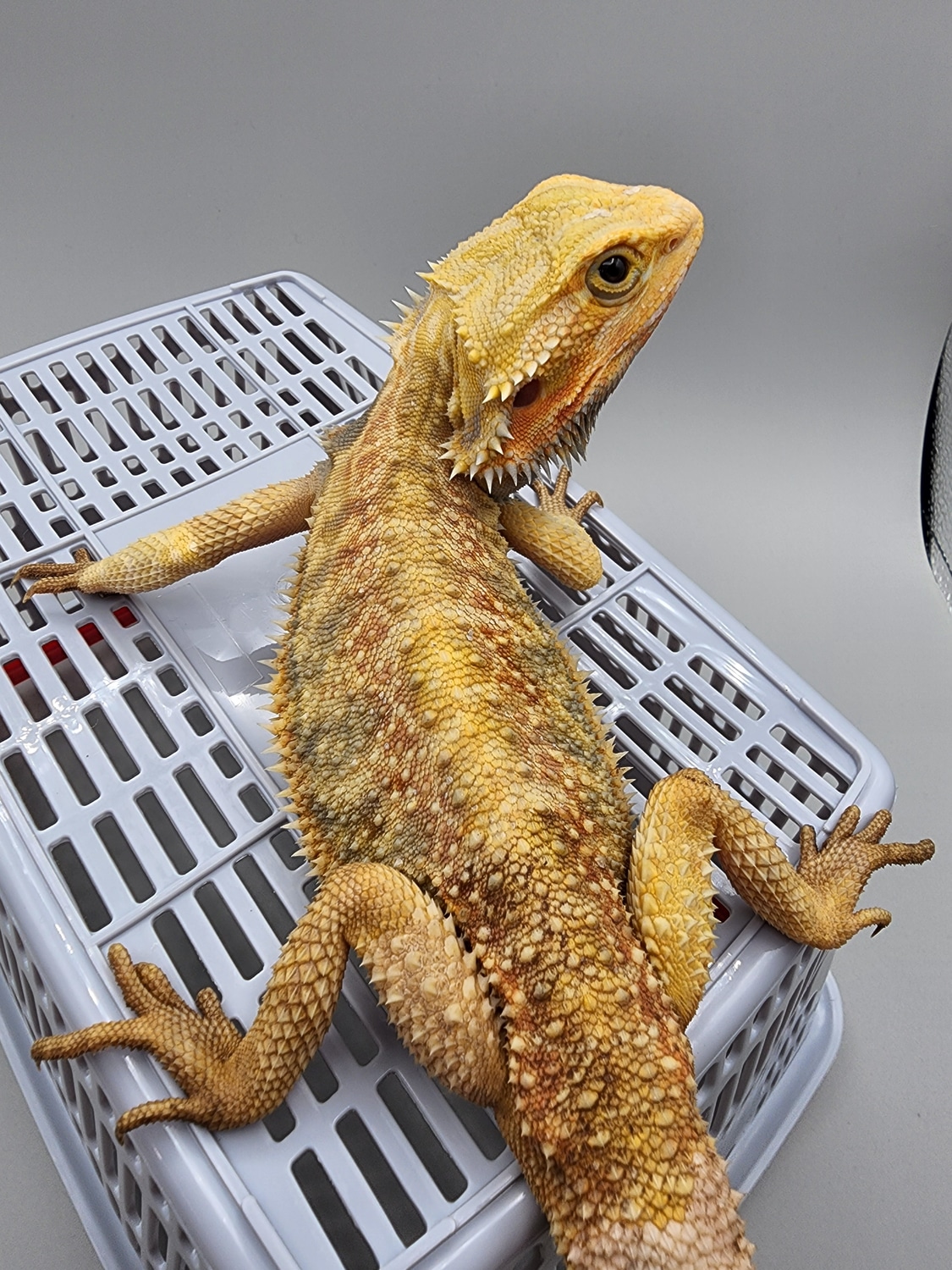 Low Expression Paradox Central Bearded Dragon by Blackthorn Dragons MorphMarket