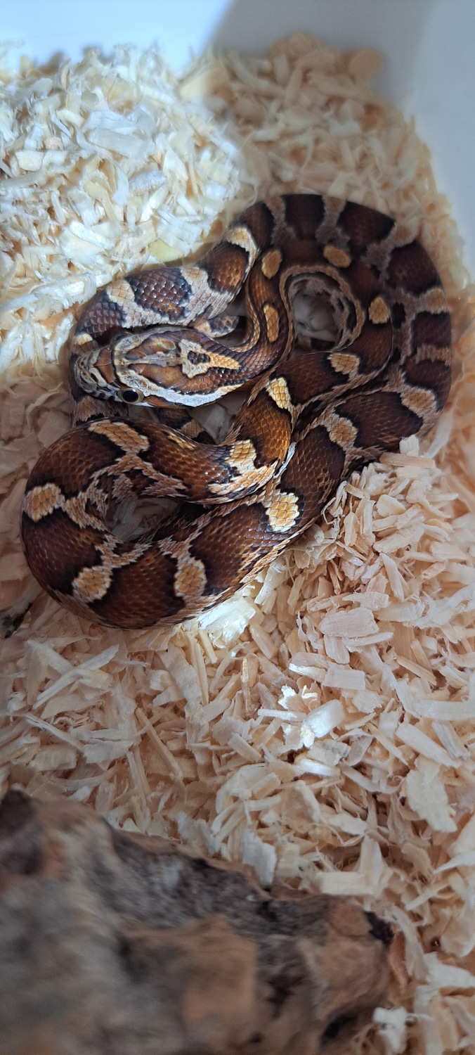 Okeetee Het Scaleless Corn Snake by Crazy Colubreds - MorphMarket