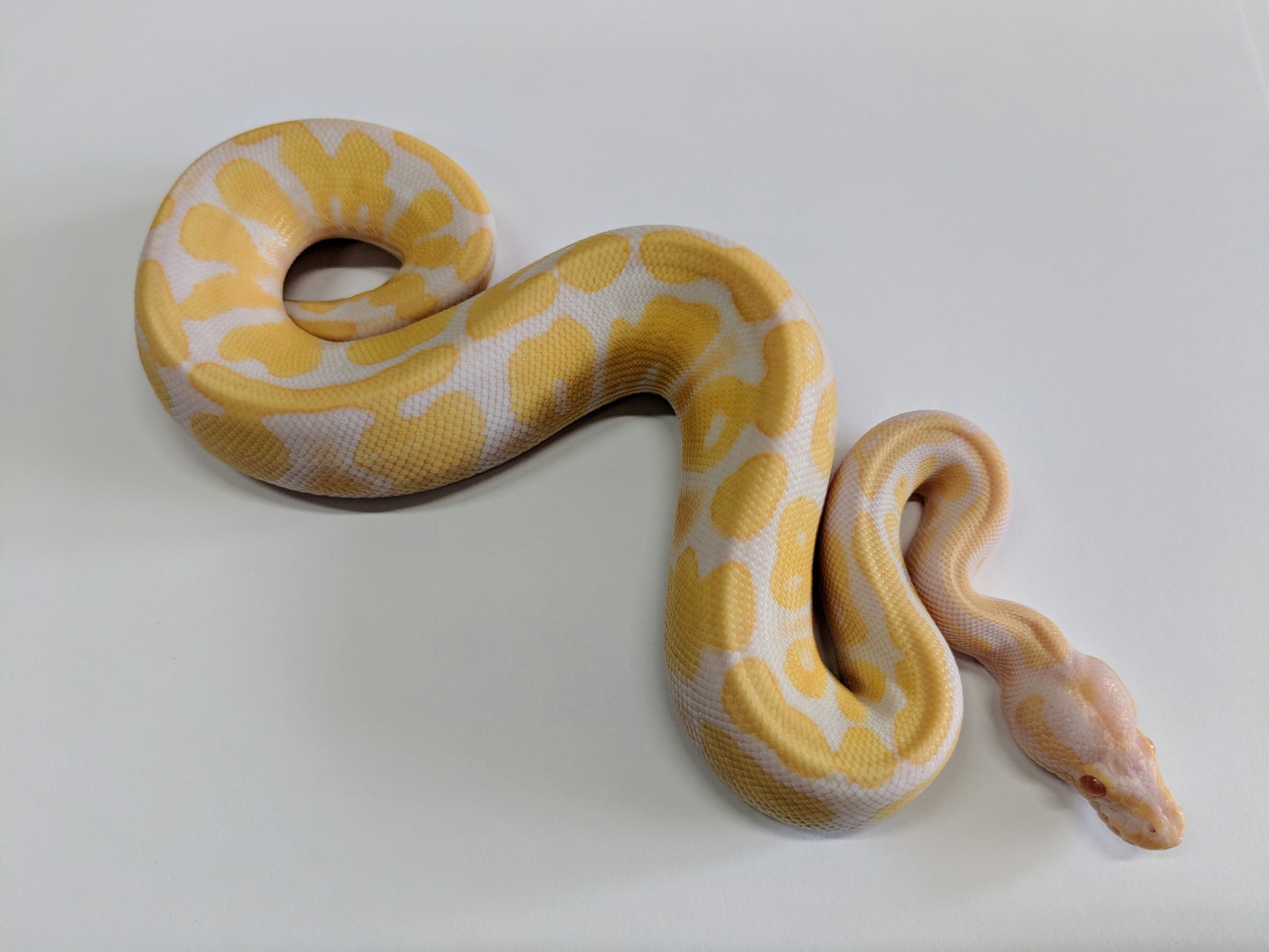Banana Albino POS Orange Dream Het Pied Ball Python by Snake City ...