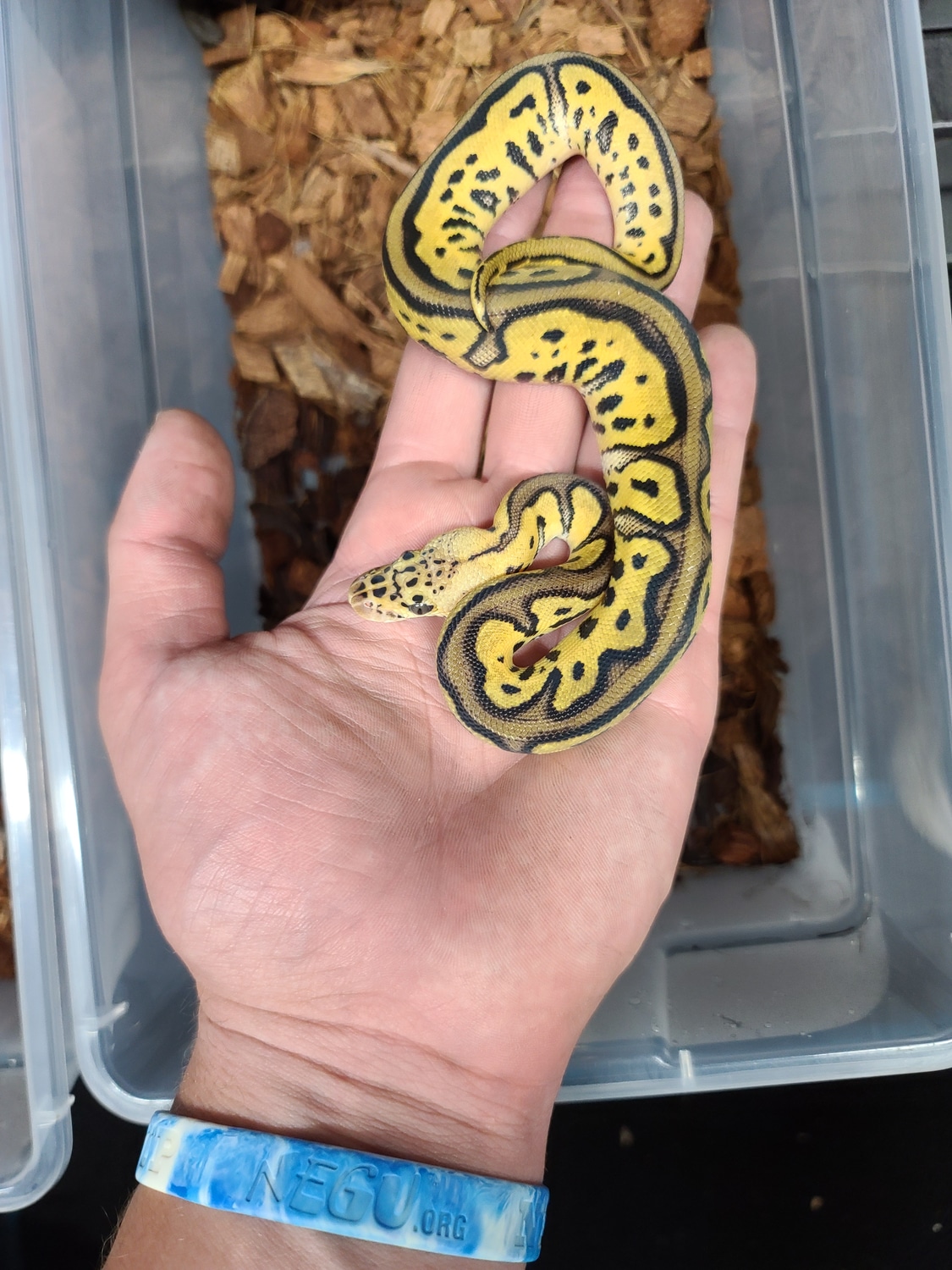 Pastel Leopard Clown Ball Python by Snake City - MorphMarket