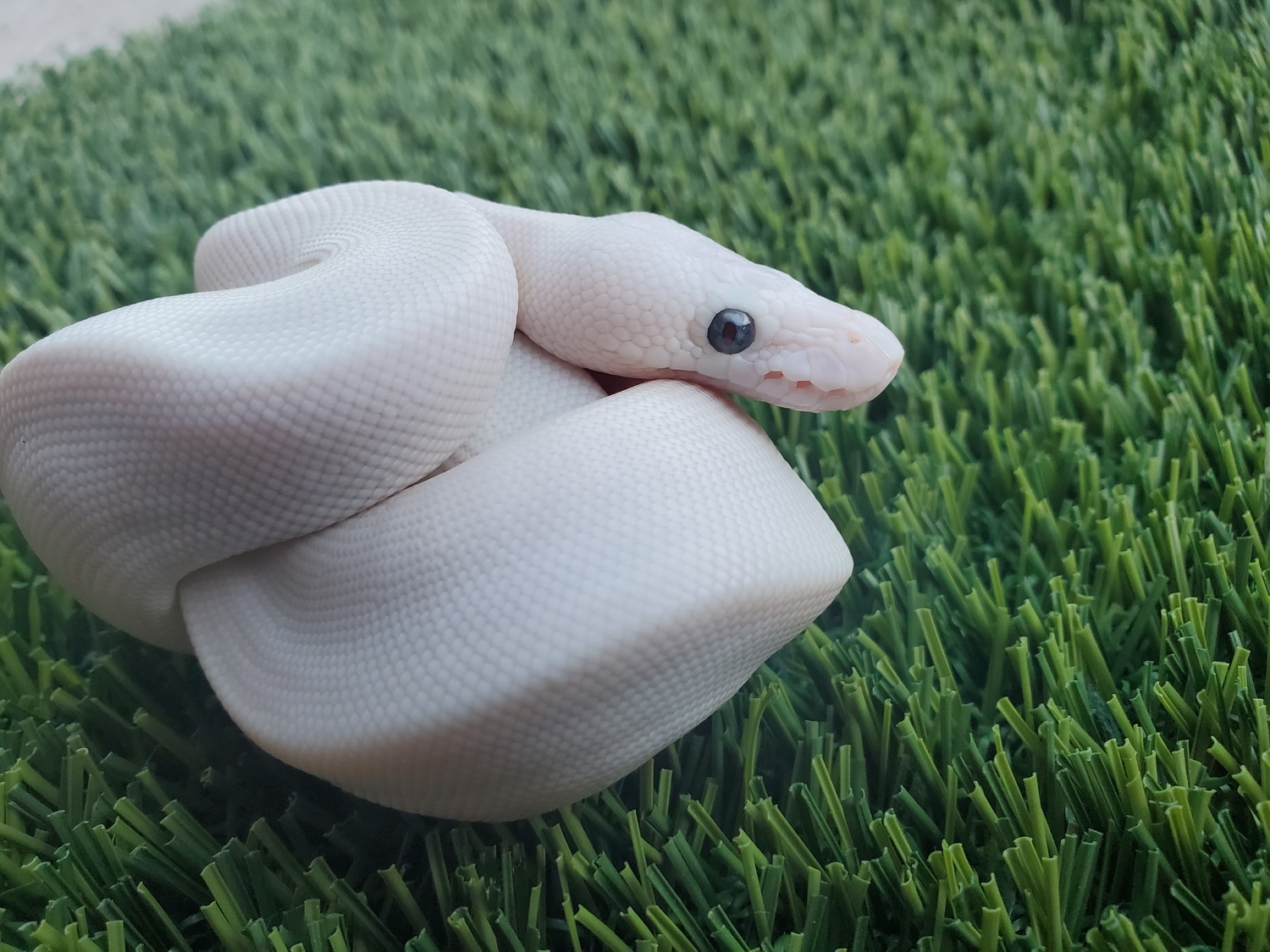 Blue Eyed Lucy Bel Ball Python by Blake's Snakes and Rattery - MorphMarket