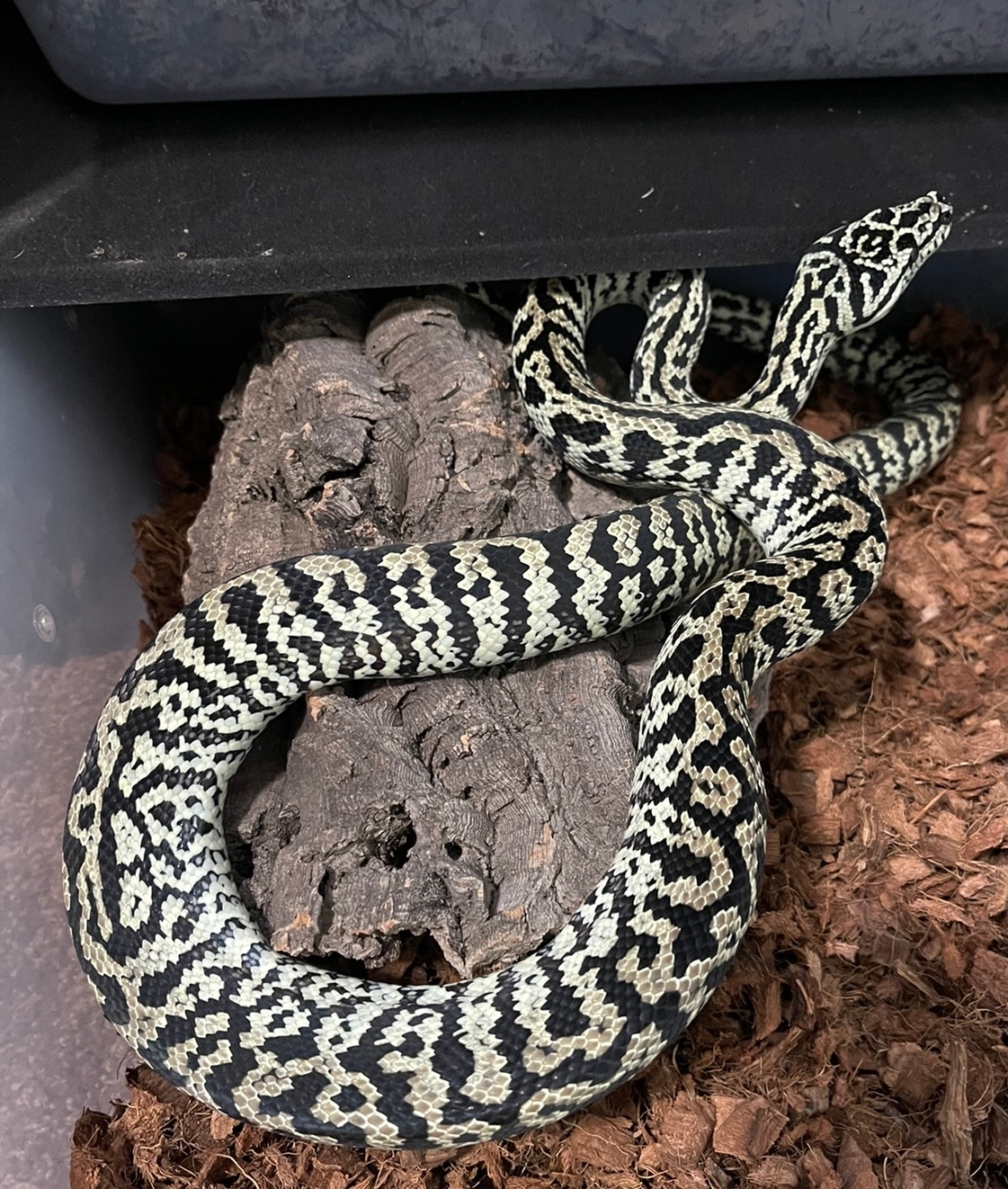 50 Ivory Zebra Ready To Breed Jungle Carpet Python by MidWest Scales