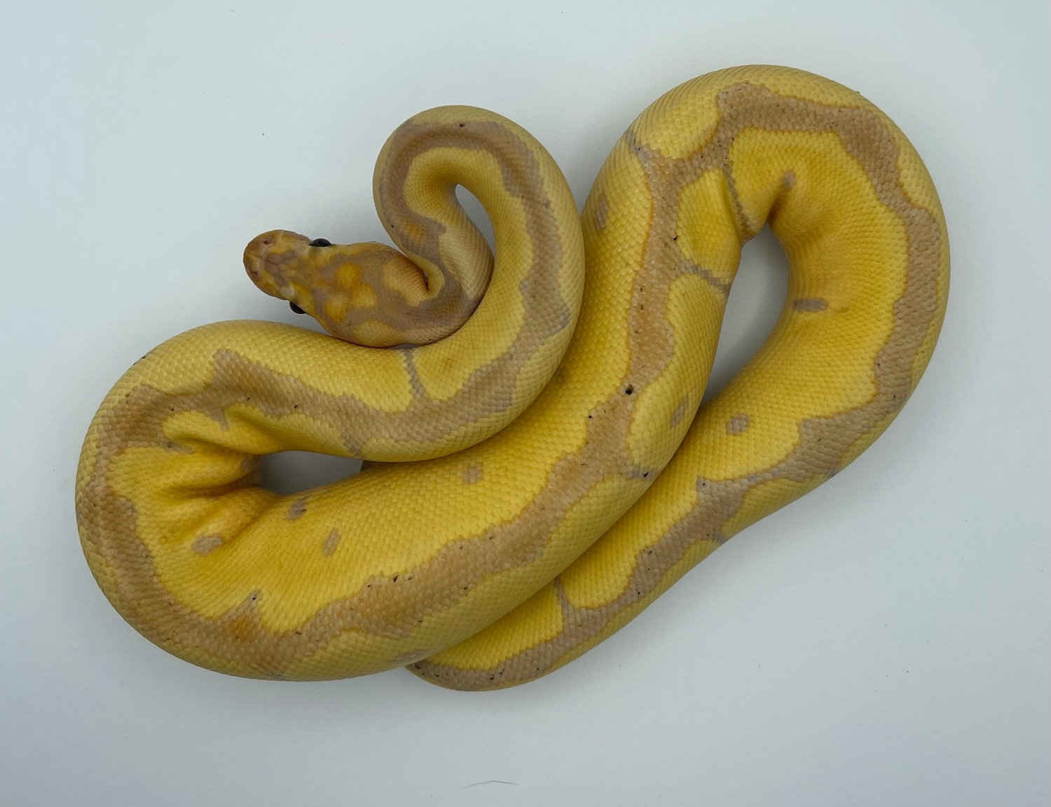 Banana Blade Clown Ball Python by MidWest Scales MorphMarket