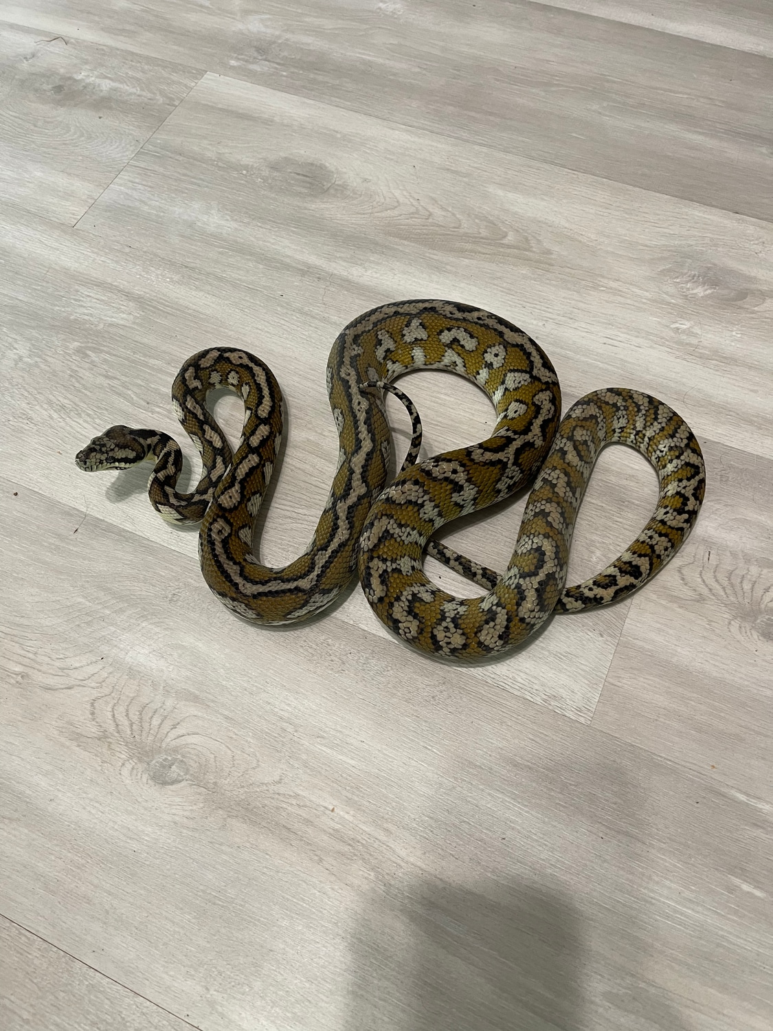 Free Shipping!! Almost Ready To Breed Pure 100 Het Albino Darwin