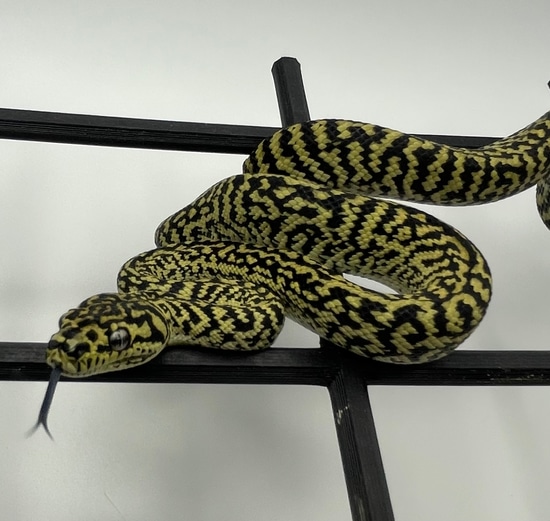 Zebra Jungle Jungle Carpet Python by MidWest Scales