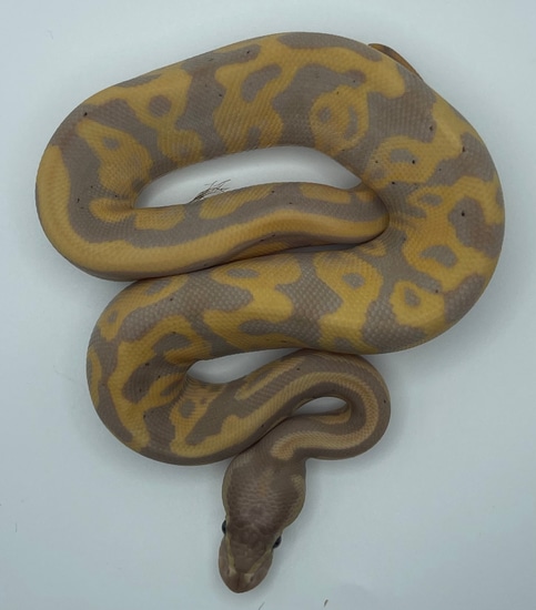 Banana Leopard Highway Makers!! Auction Is For Both Animals Ball Python ...