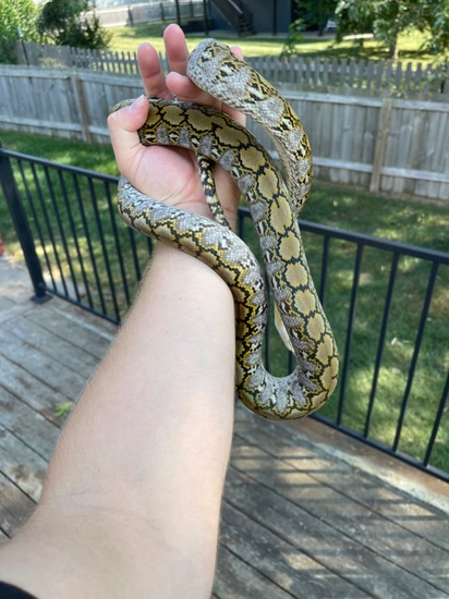 Free Shipping!!! TK Line Pure Super Dwarf Reticulated Python by MidWest ...