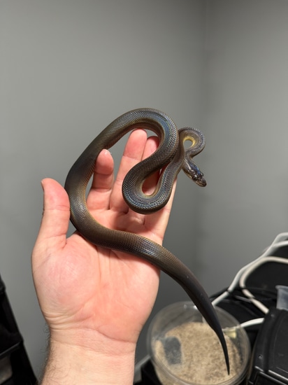 Water Python by MidWest Scales